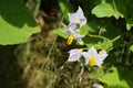 Carolina Horse Nettle Flower Ã¢â¬â Solanum carolinense Royalty Free Stock Photo